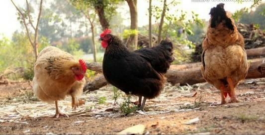 农村有的家庭喜欢买几只“淘汰鸡”，菜叶麦麸子喂几个月甚至一年再吃，这是为什么？-第2张图片-太平洋在线下载