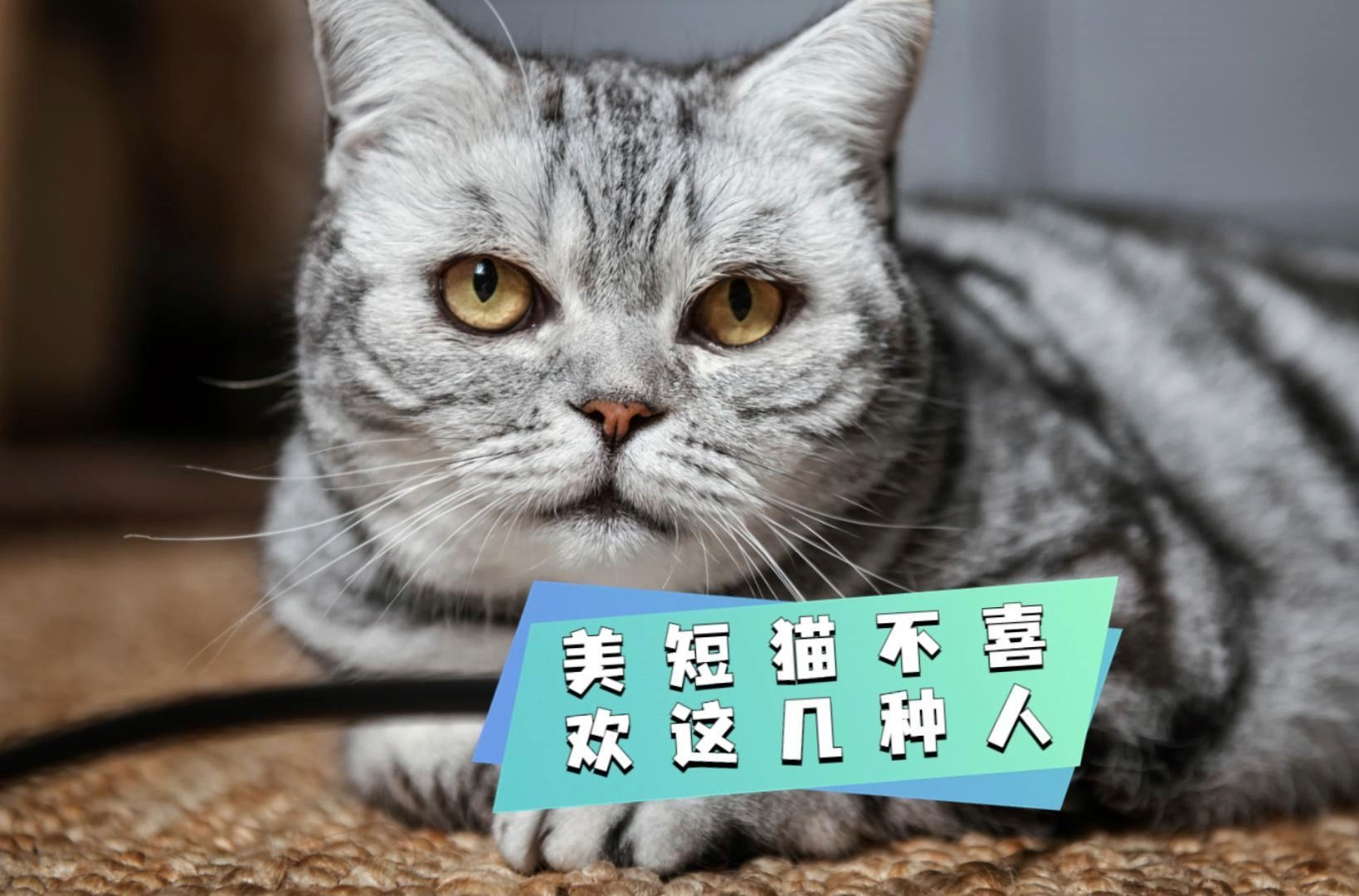 苹果猫中考版苹果iphone官网入口平板-第2张图片-太平洋在线下载