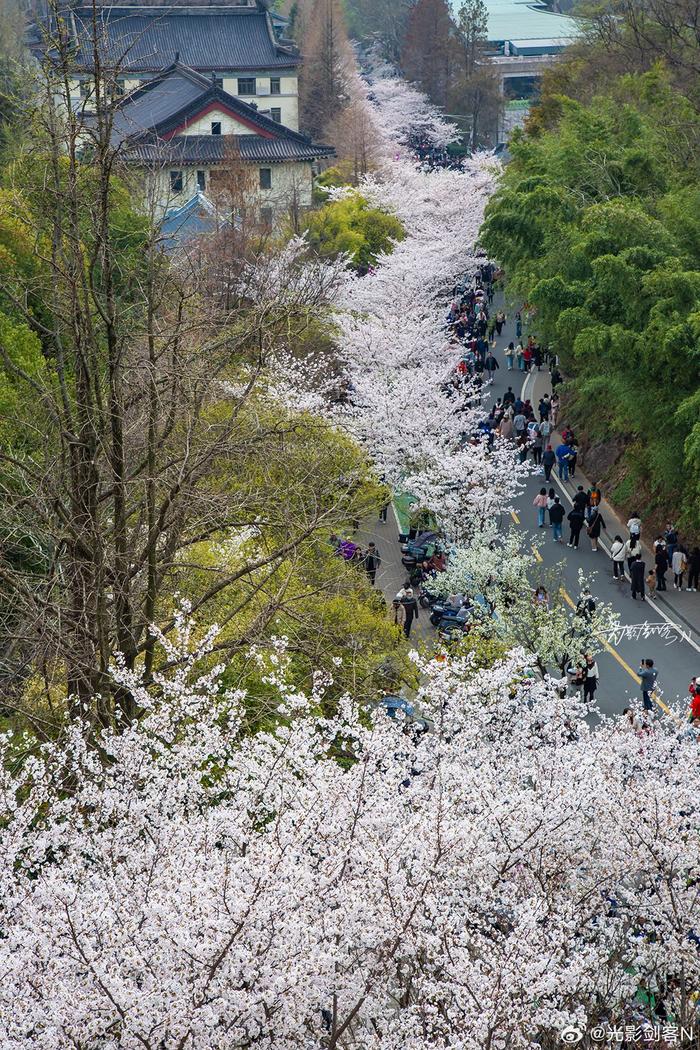 樱花大道手机版下载樱花下载安卓手机版安装-第2张图片-太平洋在线下载